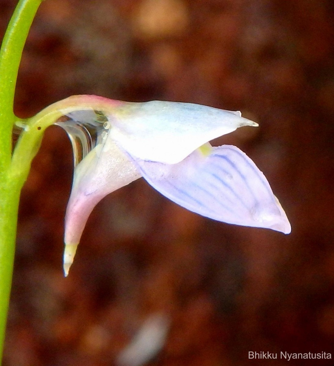 Utricularia uliginosa Vahl